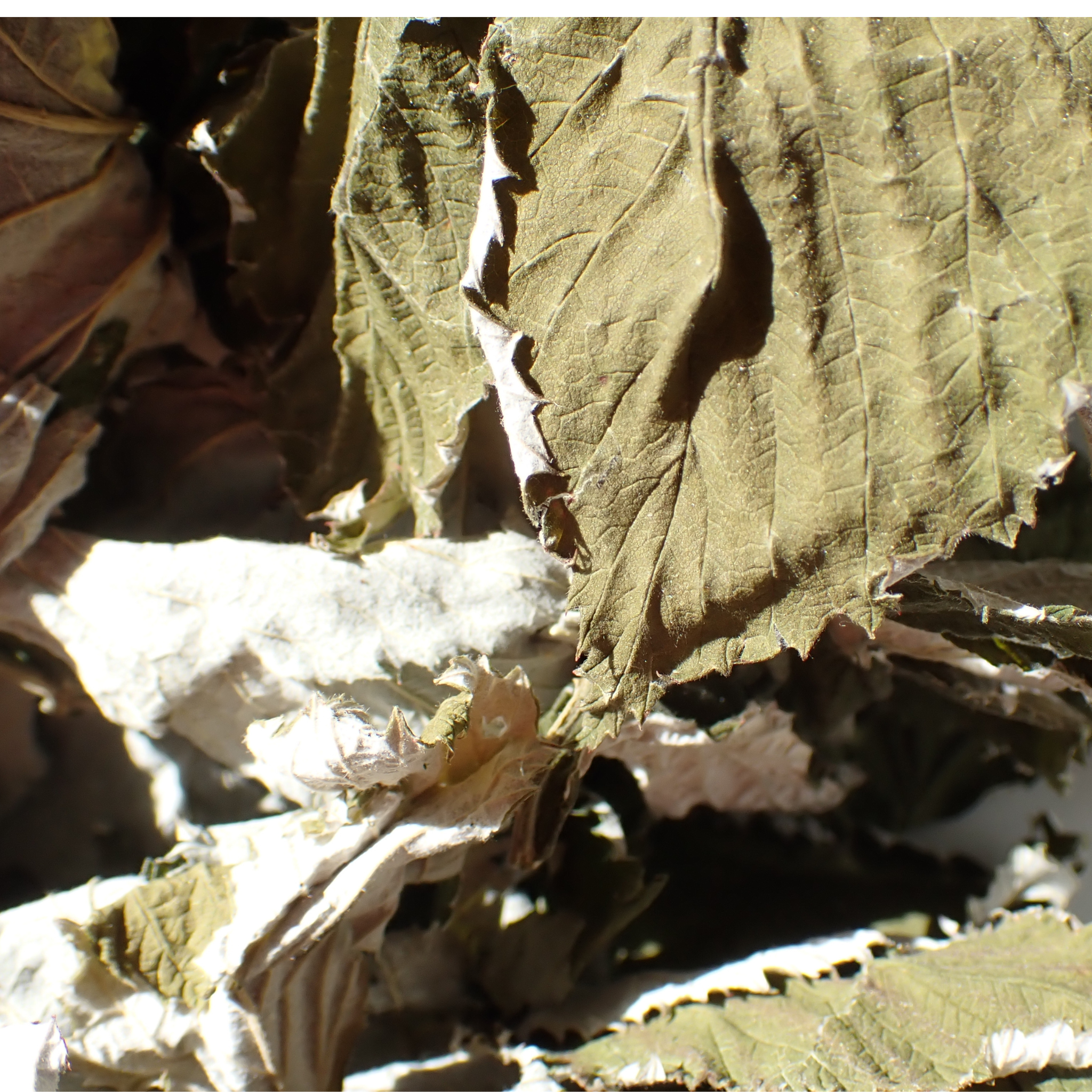 Tisane - Framboisier bio