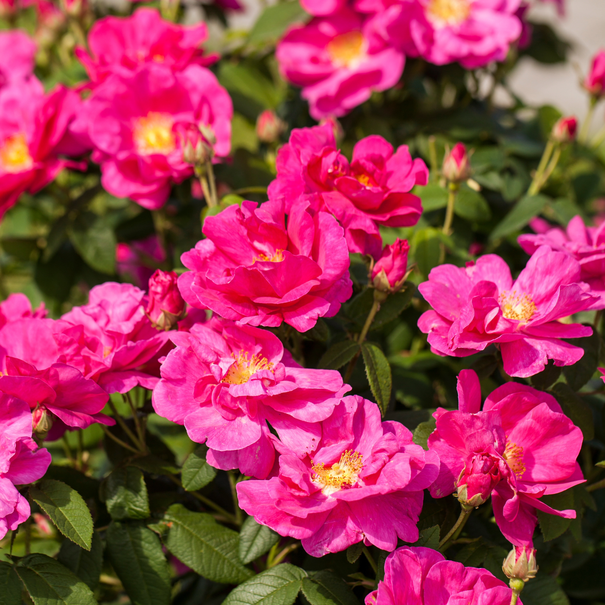 Tisane bio – « Douceur Rose »