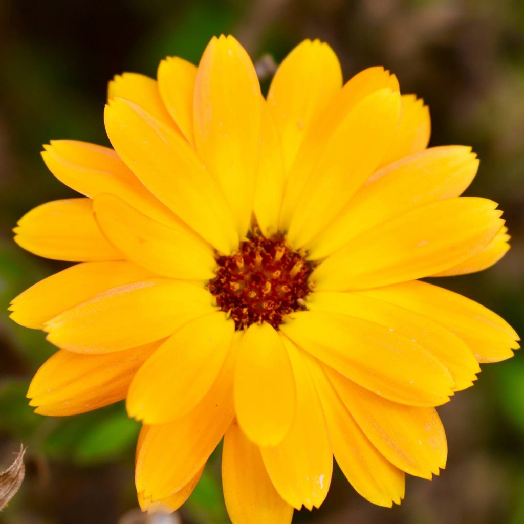 Baume Réparateur Répar’Peau