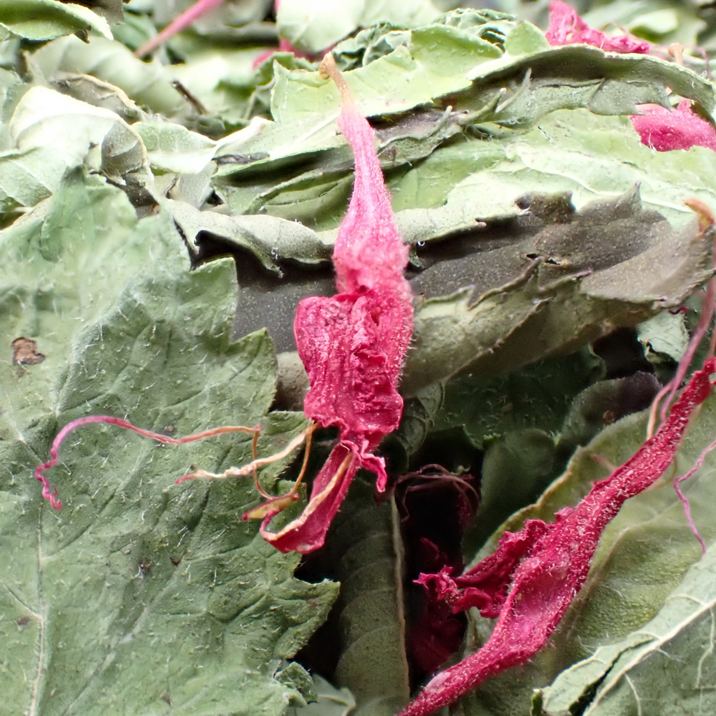 Tisane bio – « Fraîcheur du Jardin »