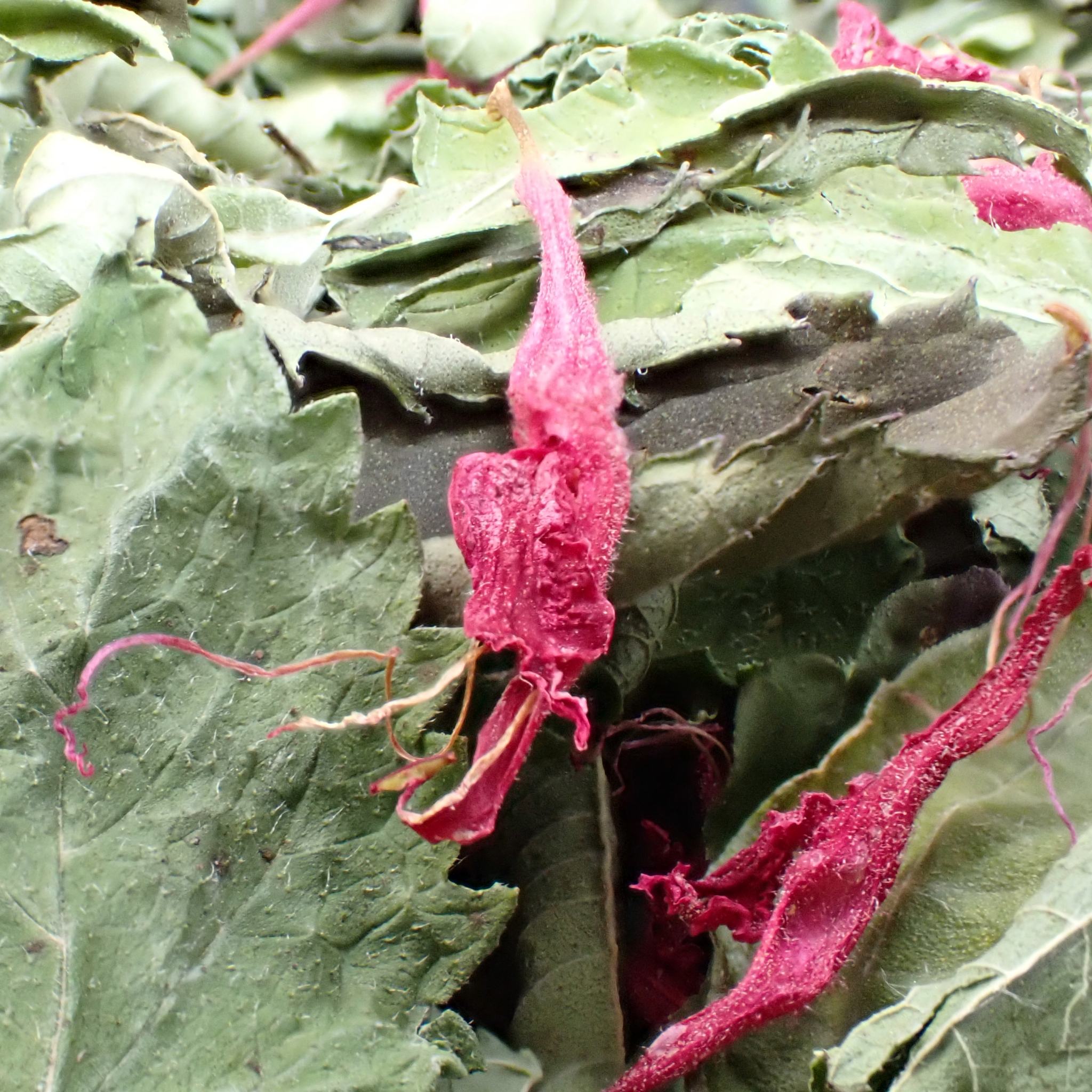 Tisane bio – « Fraîcheur du Jardin »