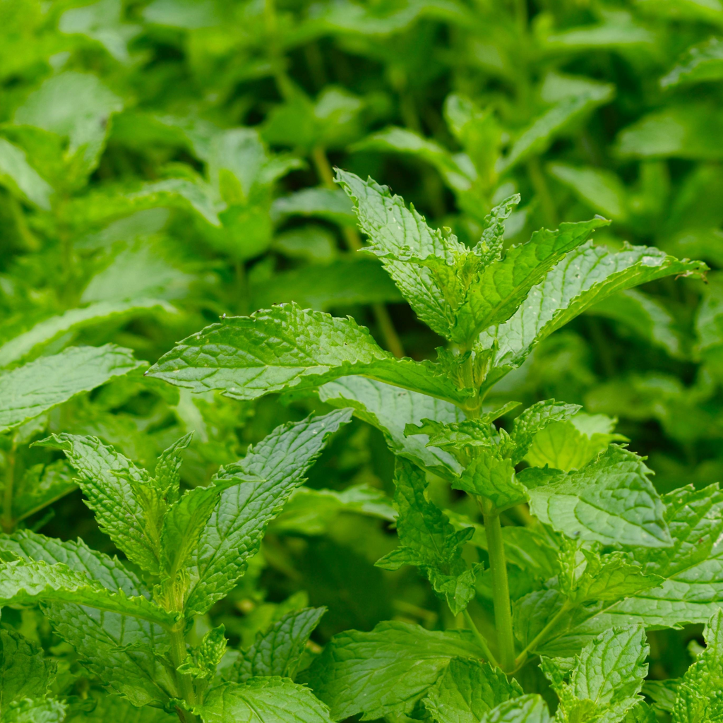 Sirop de menthe - "Si menthe"