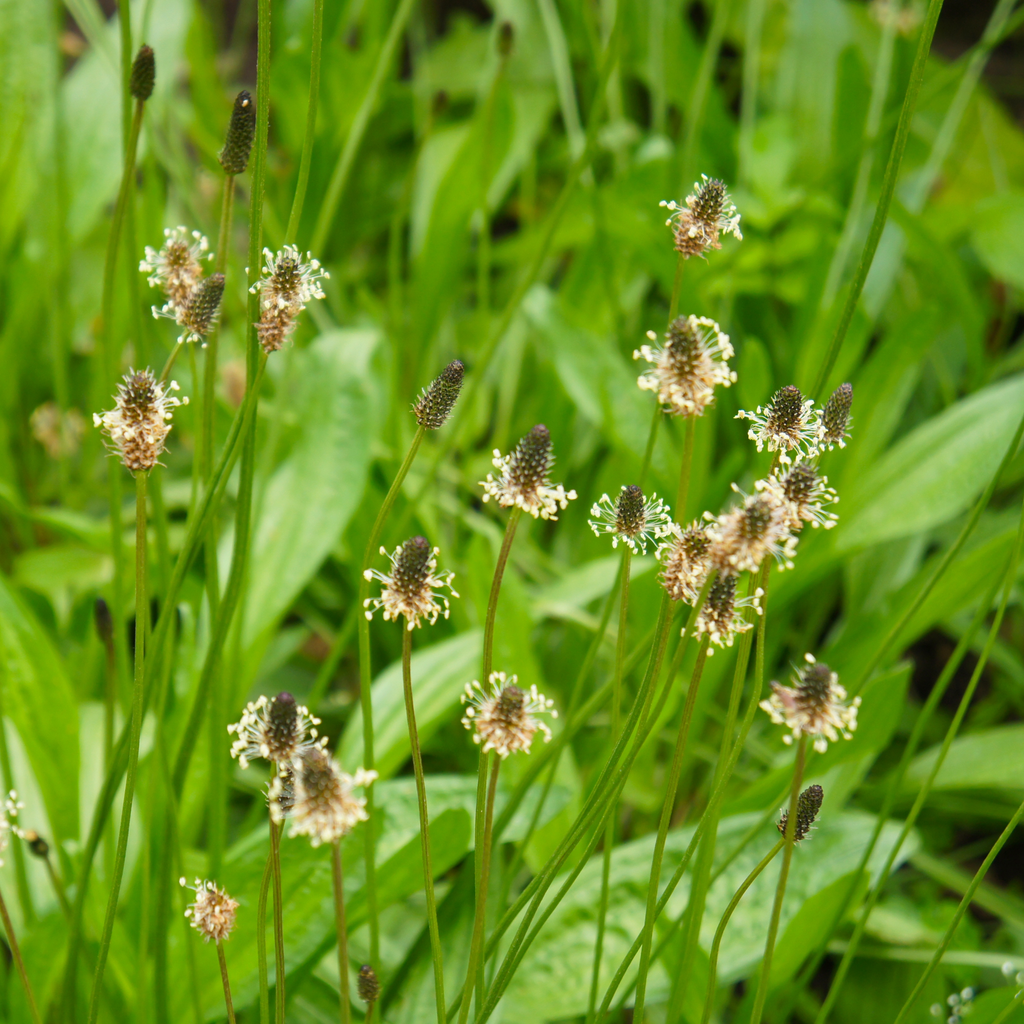 Baume Petits Boutons - "Apaiz'piq"