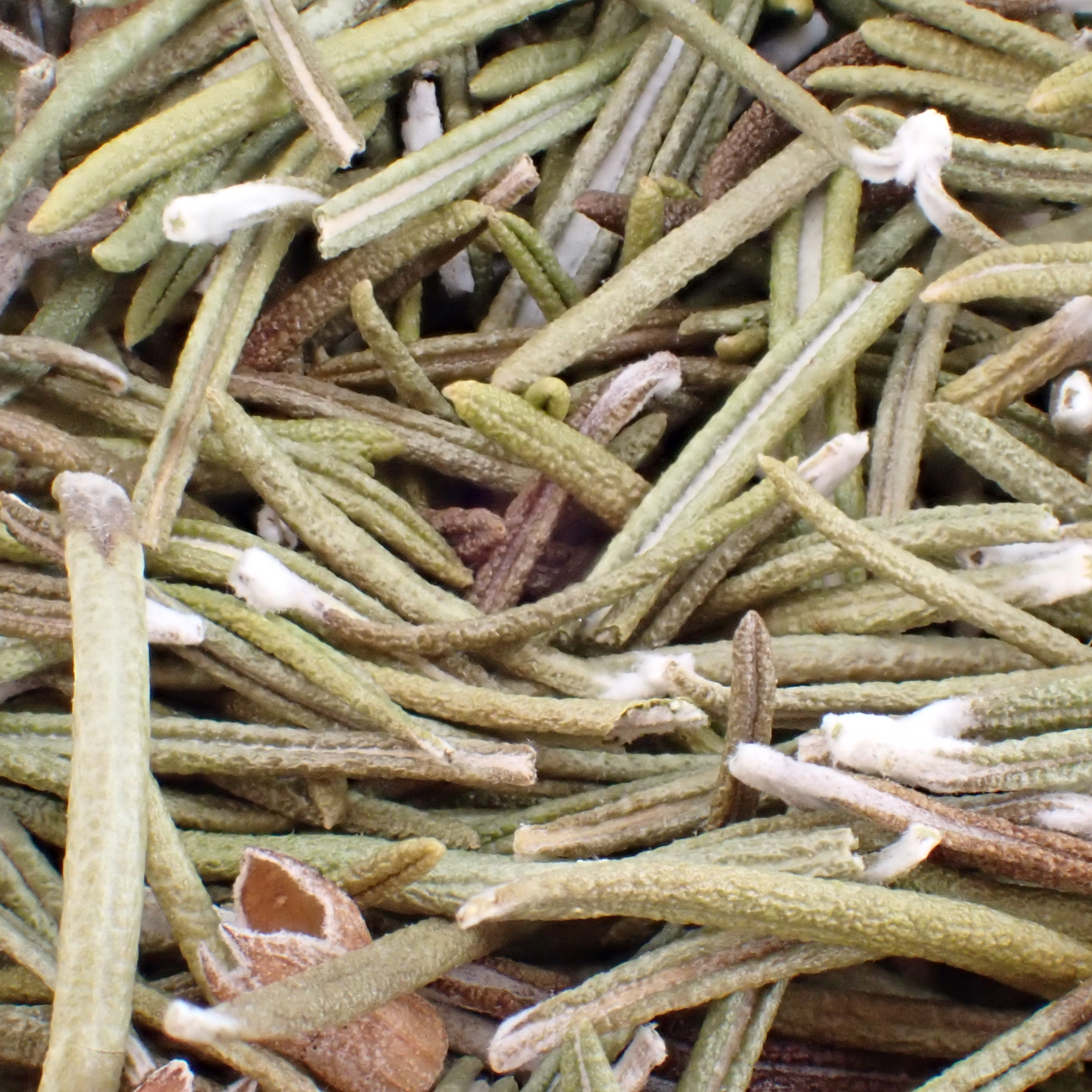 Tisane – Romarin bio