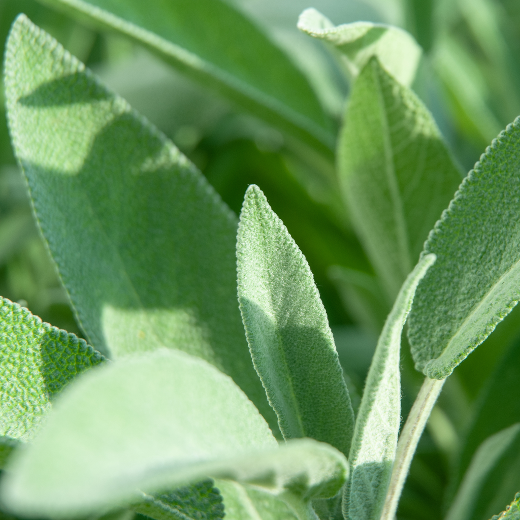 Stick aux plantes déodorantes