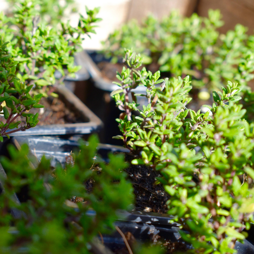 Baume Toux Toux Toux