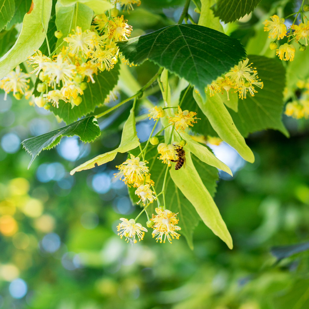 Tisane – Tilleul bio