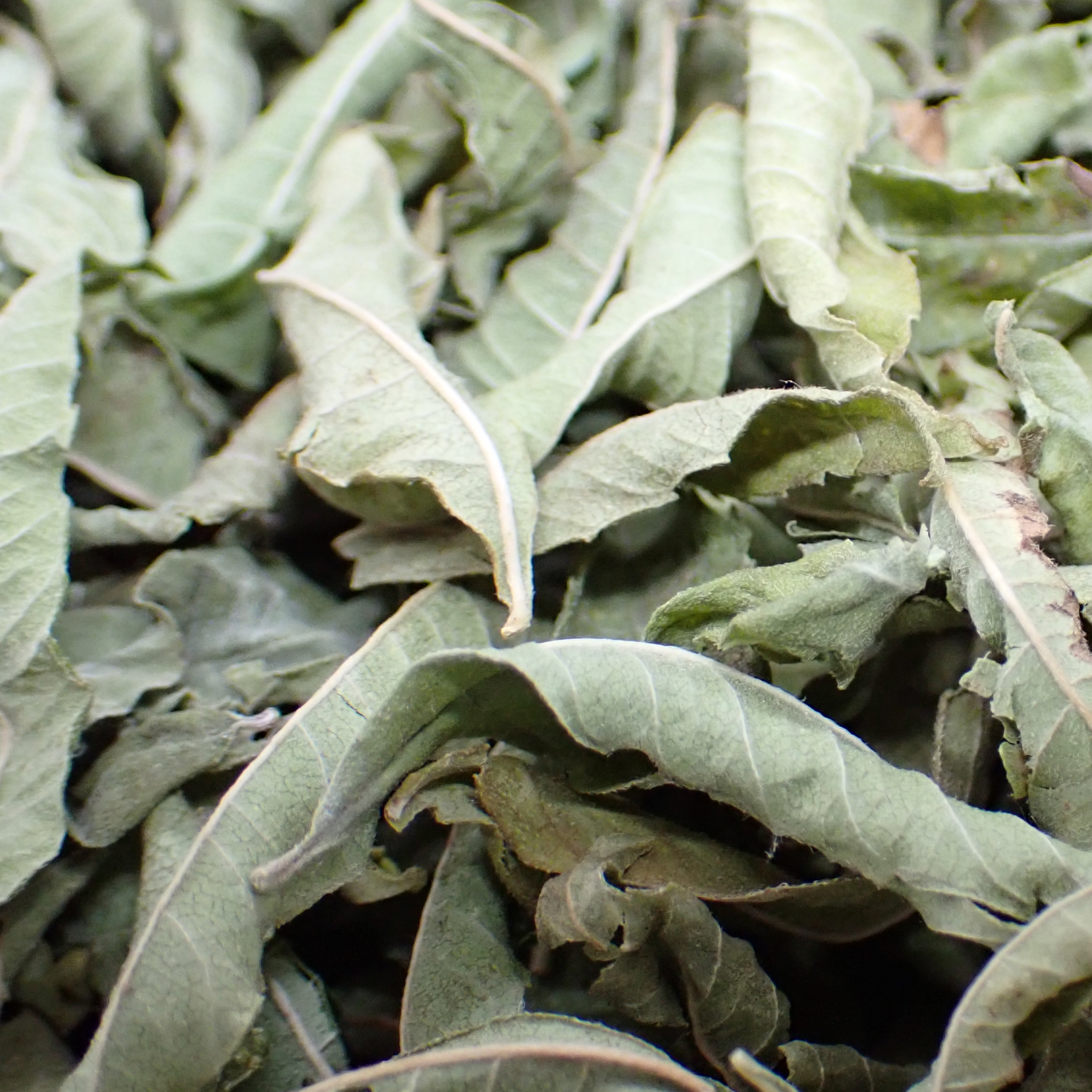 Tisane – Verveine bio