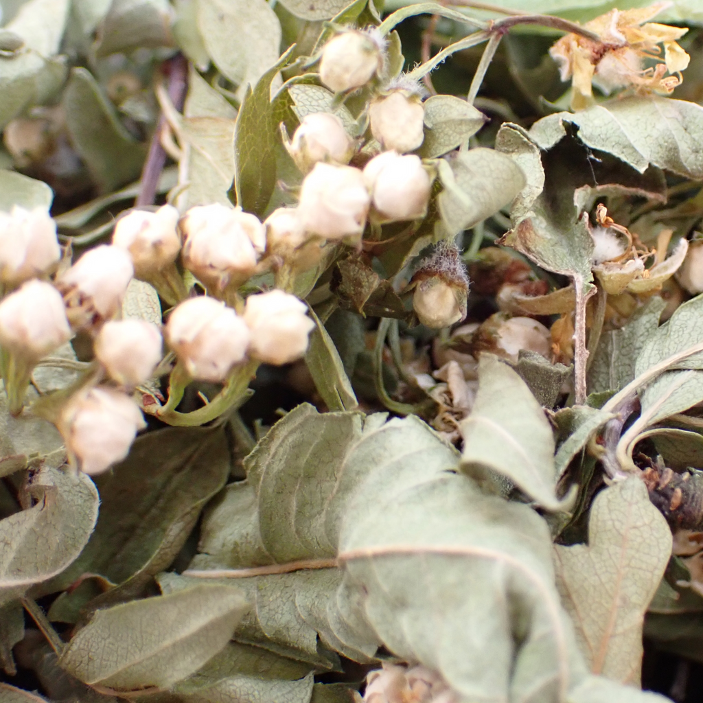 Tisane bio – « Zenitude »