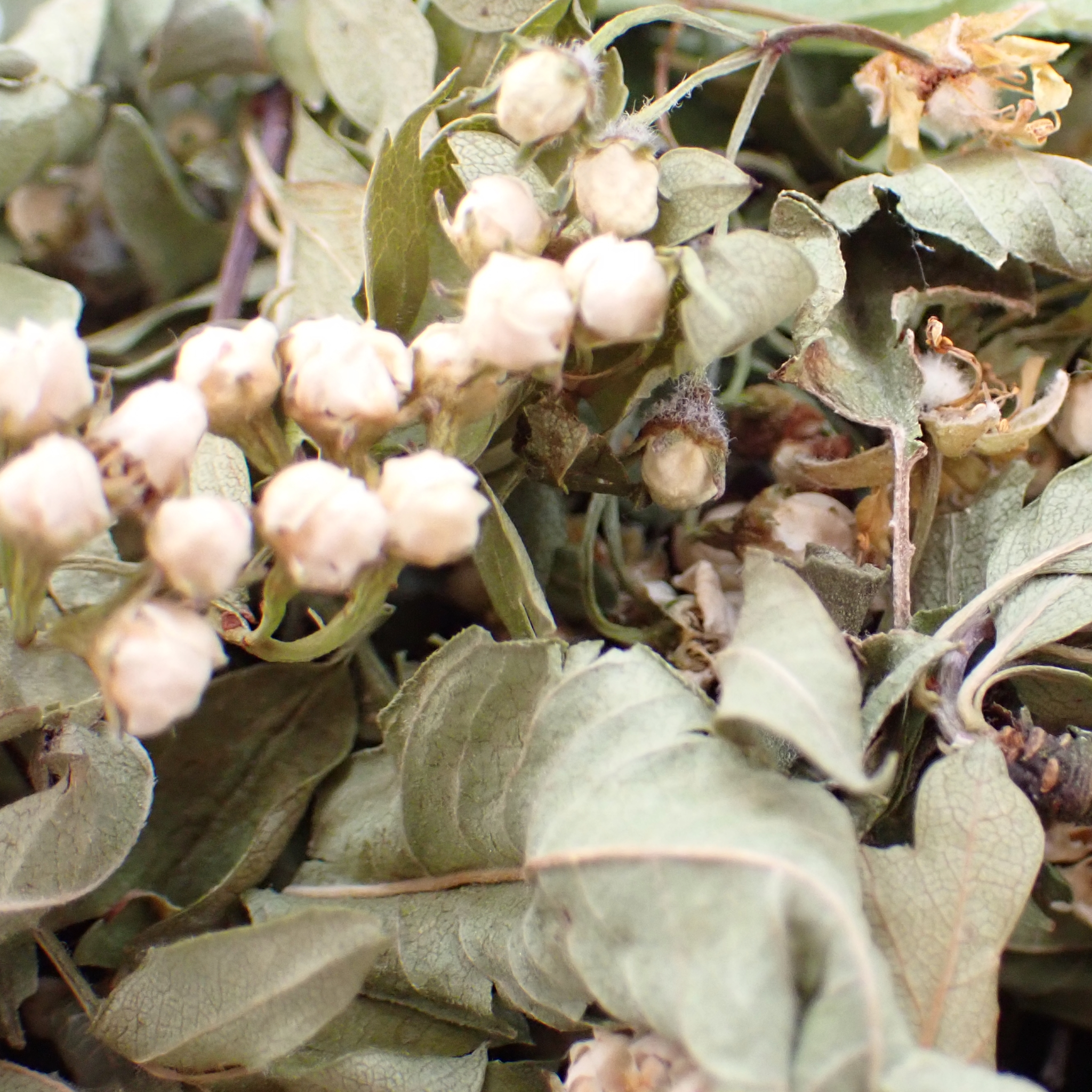 Tisane bio – « Zenitude »