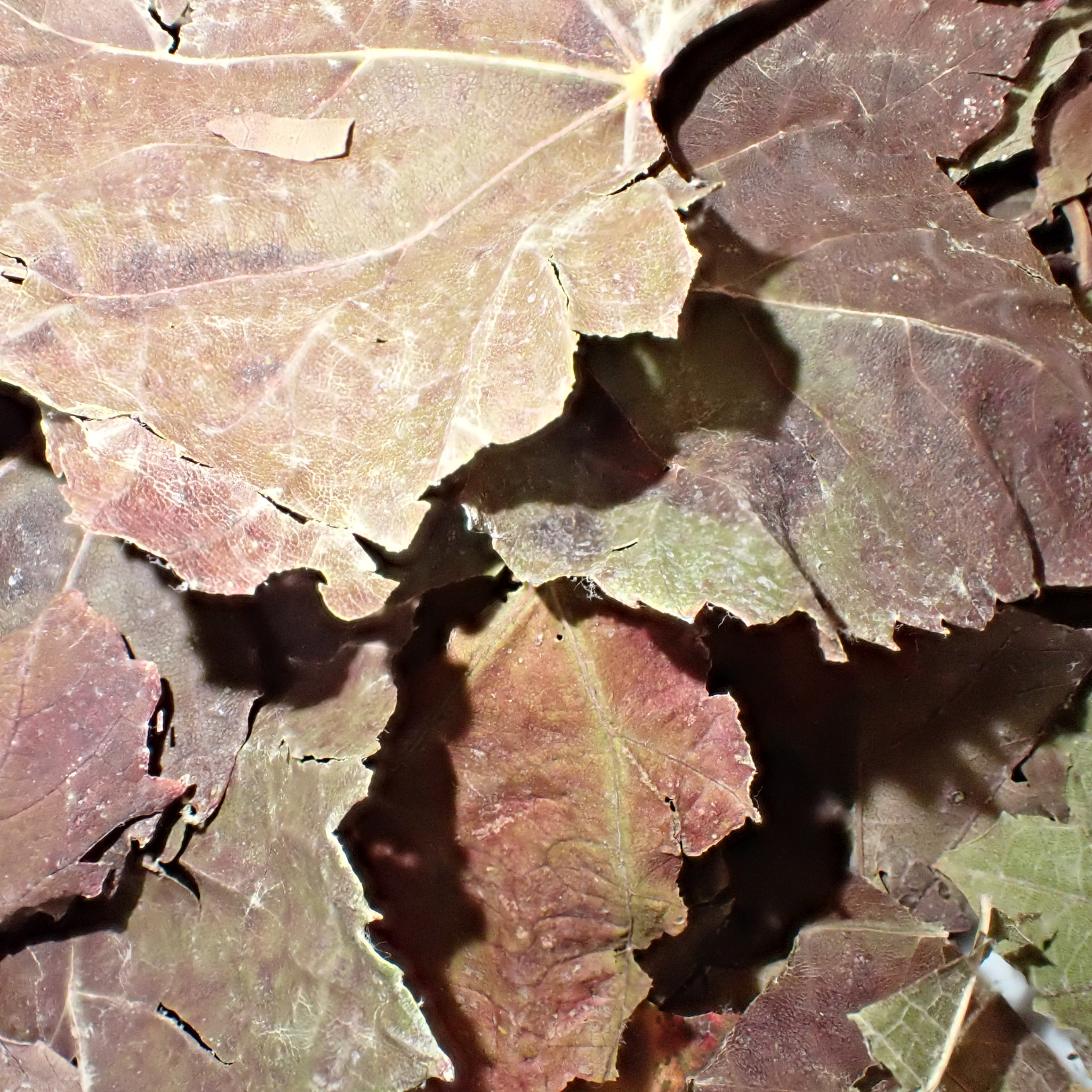 Tisane - Vigne rouge bio