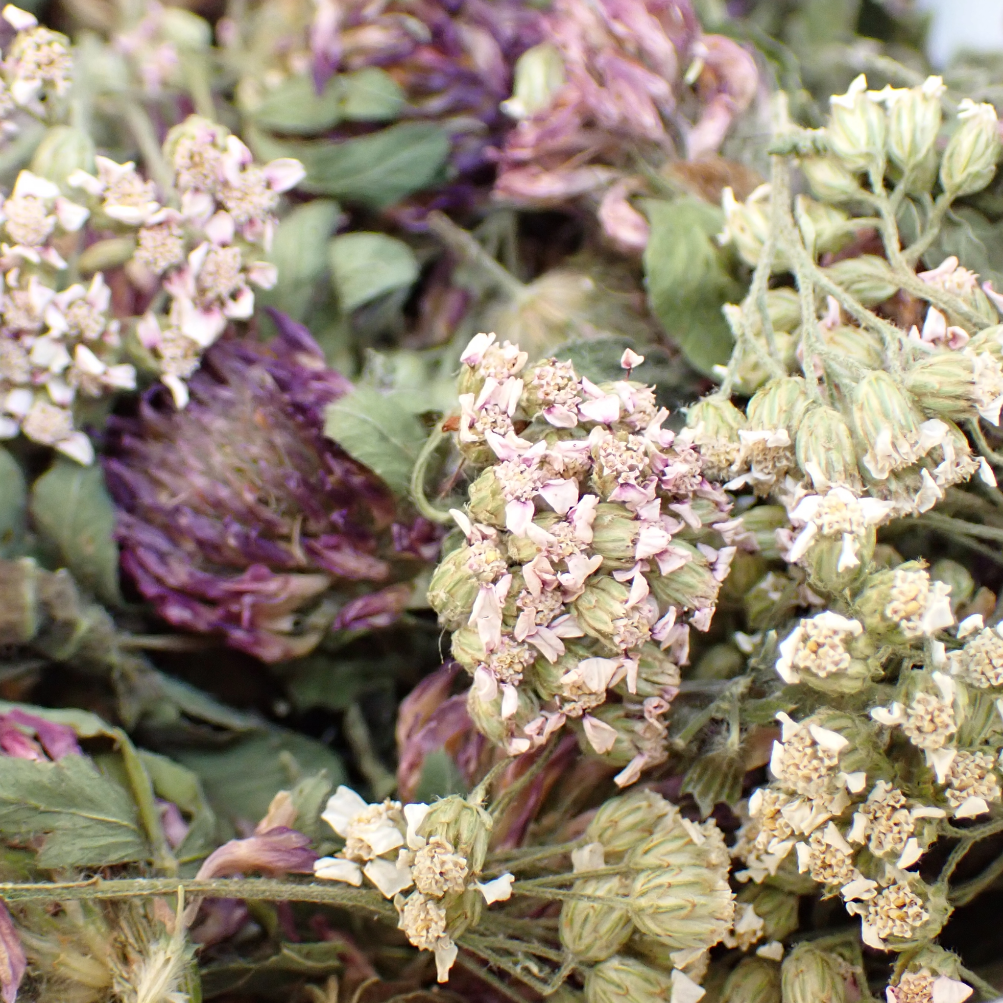 Tisane bio – « Au Féminin »