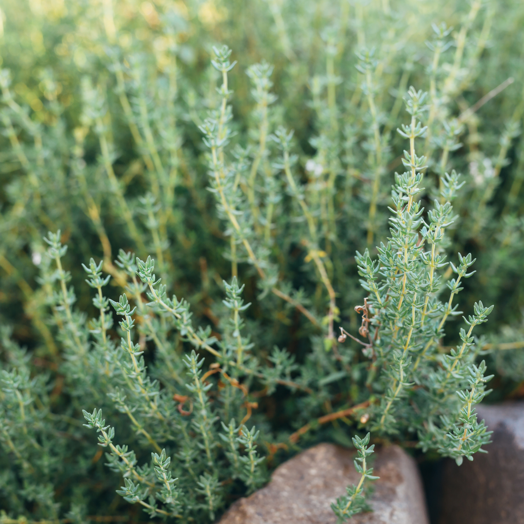 Sirop de thym - "Siro thym""