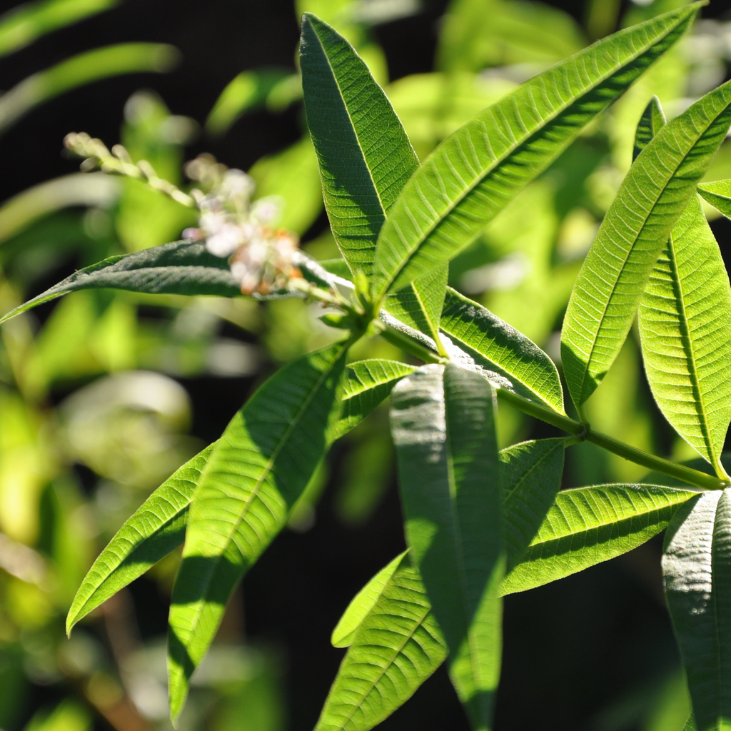 Sirop de verveine - "Si verveine"