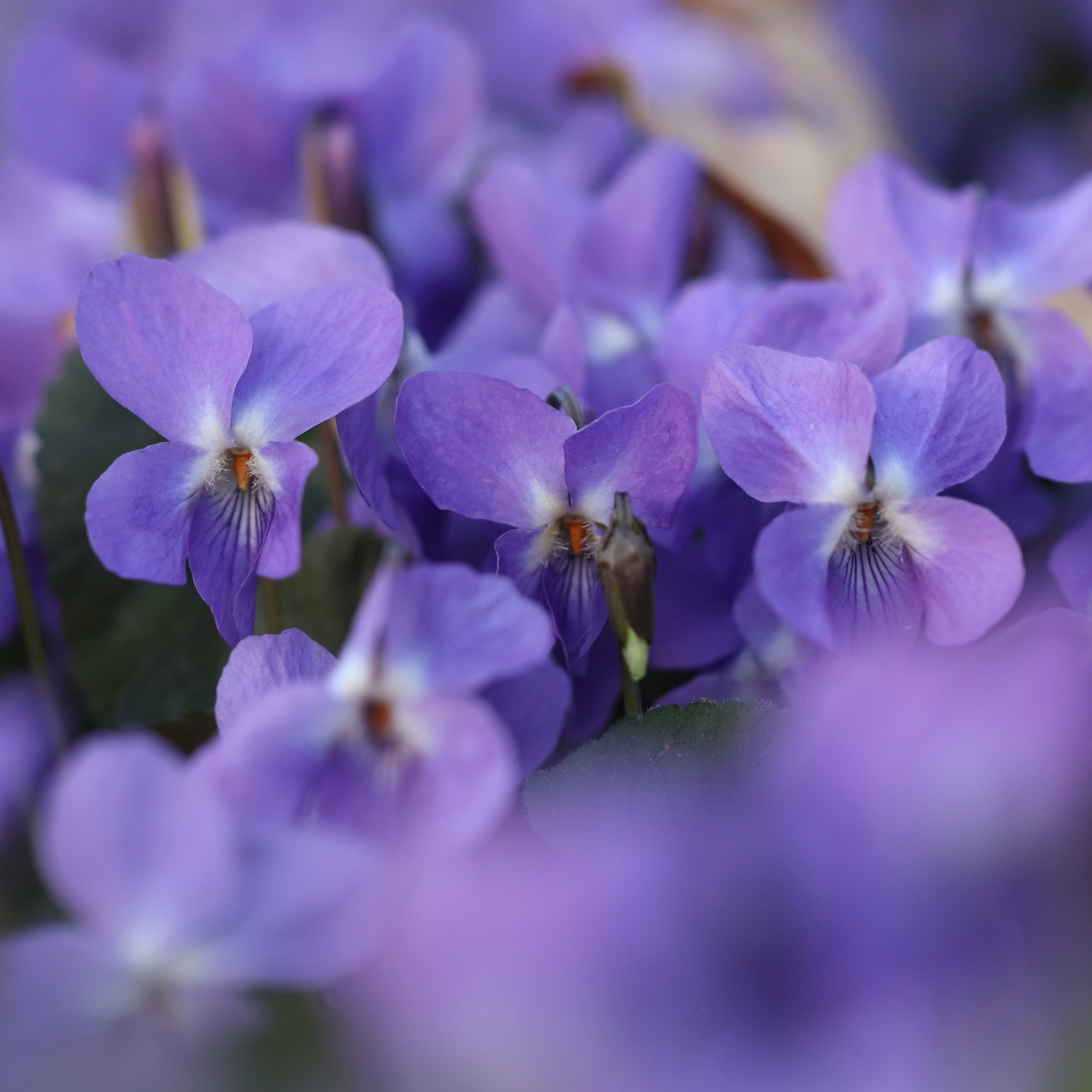 Sirop de violette - "Si violette"