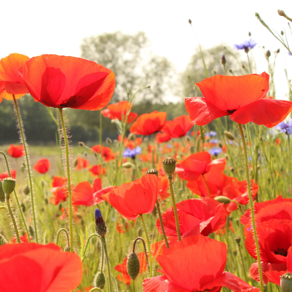 Sirop de coquelicot "Sir'oquelicot"